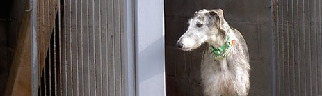 Perro en la perrera