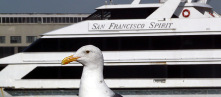 Gaviota de San Francisco